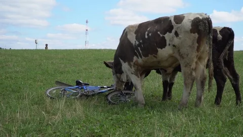 The Cow chews , posing and meditating on the lawn Stock Footage 79738379