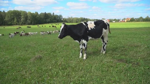 The Cow chews , posing and meditating on the lawn Video stock 79741476