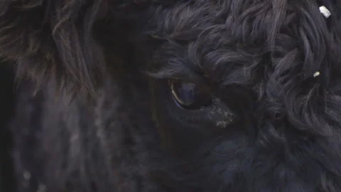 The Cow chews , posing and meditating on the lawn,closeup Stock Footage 102668414
