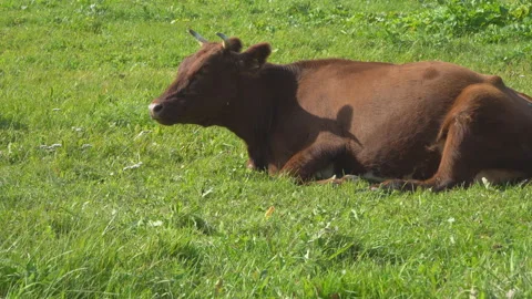 The cow chews , posing and meditating on the lawn Stock Footage 116076227