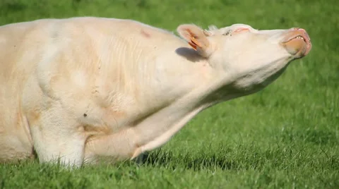 Cow chocking and stands up Stock Footage 50078116