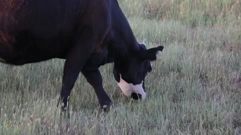 A COW Chomping on Some Grass, (HD 24p) Stock Footage 272171349