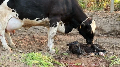 Cow cleaning calf17 Stock Footage 118721835