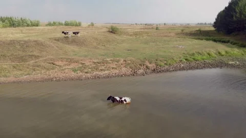 The cow climbed into the water to cool down a little in the cool river. The Stock Footage 163358225