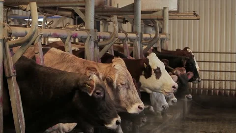 Cow close-up. Cows on the farm close-up. Beautiful cow on the farm. 動画素材 202640963