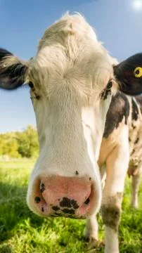 Cow close up face Foto stock