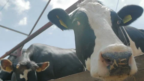 Cow Close-up on farm Stock Footage 91052919