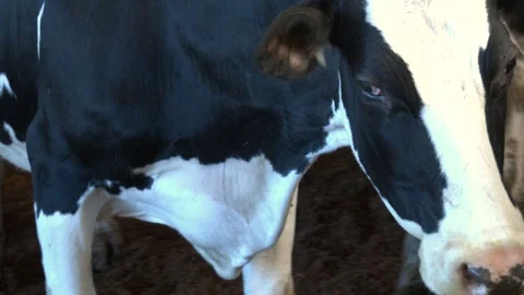 Cow close-up on the farm. Stock Footage 279210641