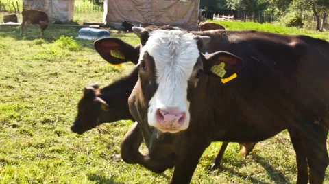 Cow Close Up Stock-Footage 40549986