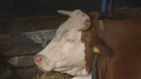 Cow close up Stock Footage 43996317