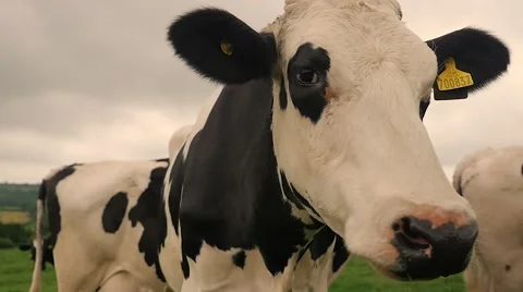 Cow Close Up Stockbeeldmateriaal 69023391