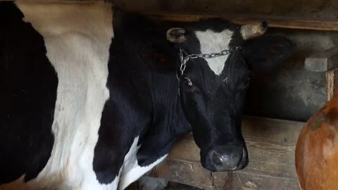 A cow. Close-up. Stockbeeldmateriaal 76622026