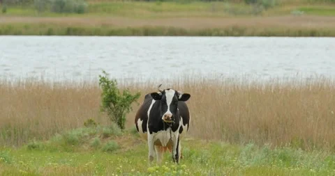 Cow close up Stock Footage 142515891