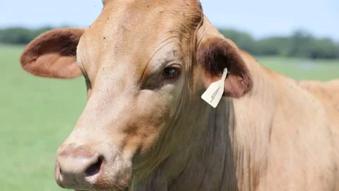 Cow Close up Stock Footage 219825491