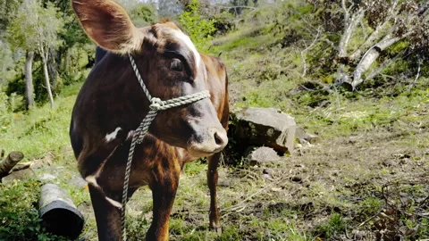 Cow close 스톡 동영상 330984573