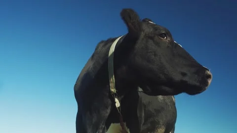 Cow, Close-up, head of funny black and Stock Video Pond5 - Main Image