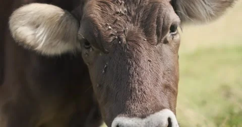 Cow close up looking in to camera. Cows graze in the Carpathian fields. Eco Stock Footage 138557203