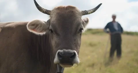 Cow close up looking in to camera. Cows graze in the Carpathian fields. Shepherd Stockbeeldmateriaal 138603027