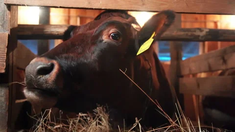 Cow close up in motion Stock Footage 169021629