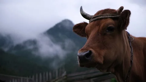 Cow close up on a mountain top background. A cow standing in the field in the mi Video stock 163530694
