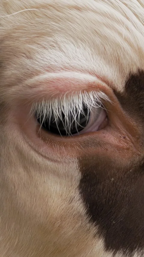 Cow. close-up. muzzle of an alpine cow. sad cow eyes. there are many flies Stock Footage 312385492