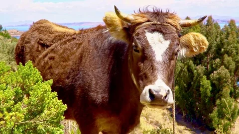 Cow Close up in Peruvian Island Stock Footage 85393538
