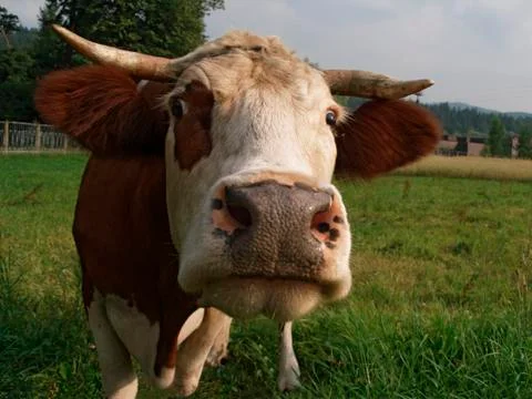 Cow close-up Stock Photos