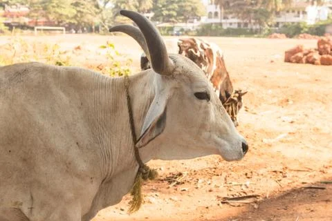 Cow close up Stock Photos