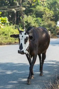Cow close up Stock Photos