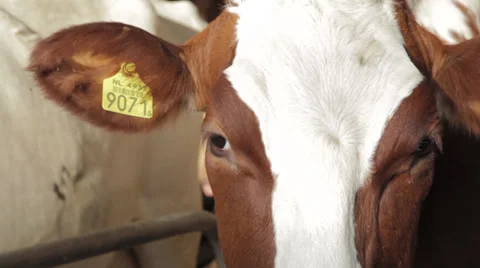 Cow close-up, Short pan Stock Footage 39430816
