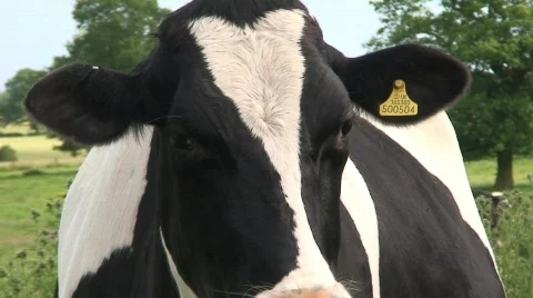 Cow Closeup 스톡 동영상 285711