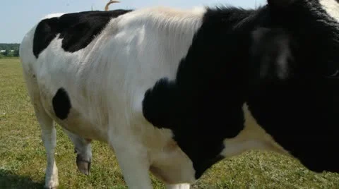 Cow closeup Stock Footage 11267486