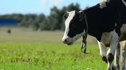 Cow closeup Stock Footage 54047536