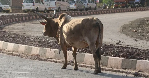 Cow closeup Stock Footage 91517552