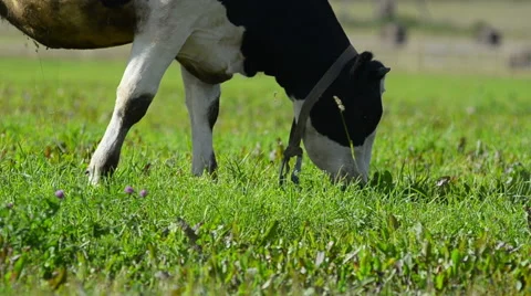 Cow closeup grazing Video stock 54047545