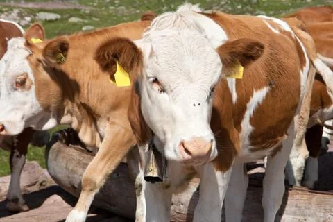 Cow closeup Stock Photos