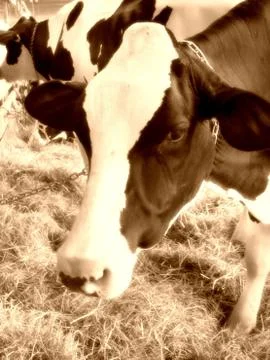 Cow closeup Stock Photos