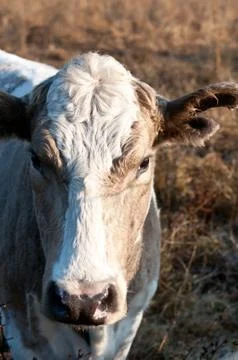 Cow Closeup Stock Photos