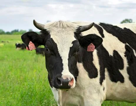 Cow closeup Stock Photos