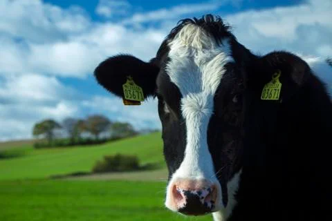 Cow Closeup Stock Photos