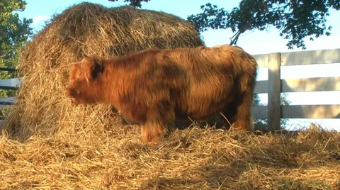 Cow Comes To Visit Stock Footage 30016137