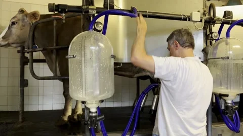 Cow connected to milking machine with farmer working Stock Footage 280796491
