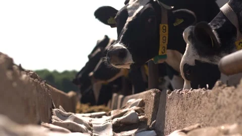 Cow consumes compound feed in a stall. close-up. milk farm. Stock Footage 249891352