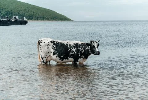 The cow is cooling down, going to bathe, taking a bath and standing in the se Stock Photos