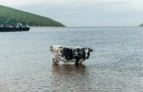 The cow is cooling down, going to bathe, taking a bath and standing in the se Stock Photos