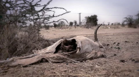 Cow corpse or carcass in the desert - Africa Stock Footage 67430181