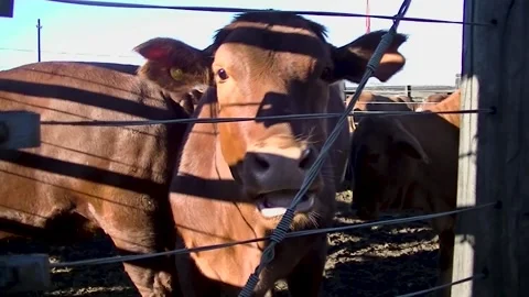 Cow in Corral Video stock 135667169