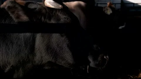 Cow in the corral of his stable Stock Footage 164248107