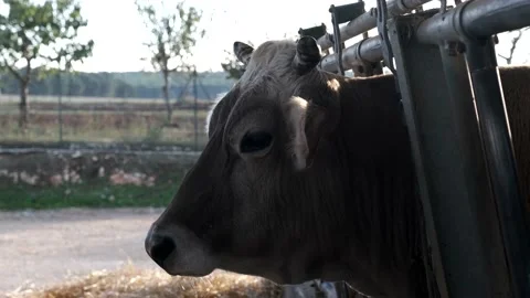 Cow in the corral of his stable Stock Footage 164248734