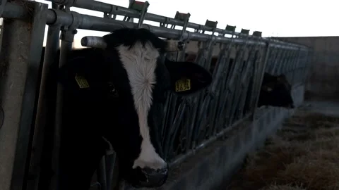 Cow in the corral of his stable Stock Footage 164250484